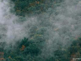 Forest disturbance puts World’s ecosystems at the edge of havoc, think tank
