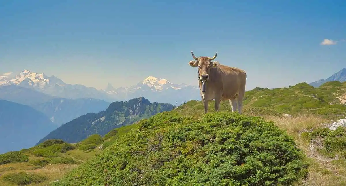 Glaciers Gone, Tourists Next Europe Faces a Climate-Driven Crisis, Photo-Singha-Bohrer-_-Bender_-Pixabay Glaciers Gone, Tourists Next Europe Faces a Climate-Driven Crisis, Photo-Singha-Bohrer-_-Bender_-Pixabay